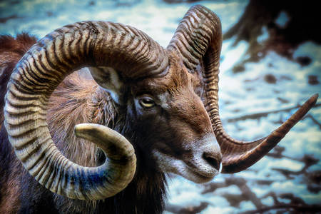 Mouflon