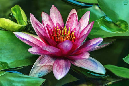Water lily