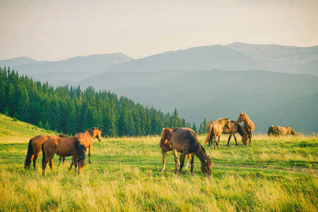 Wild horses in the Carpathians