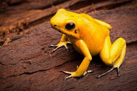 Листолаз жахливий