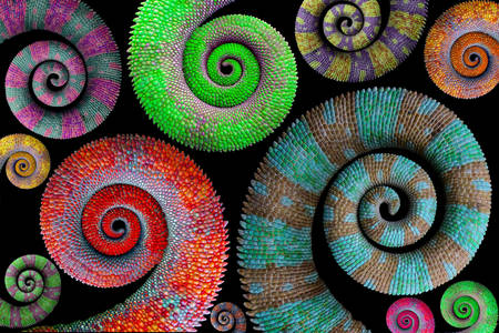 Multi-colored chameleon tails