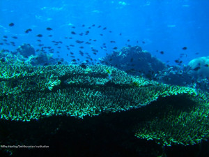 Coral Reefs