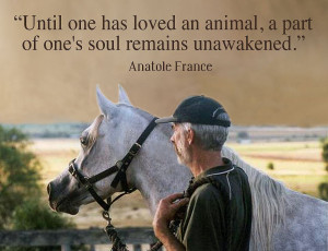 animal love sayings animal love picture quotes animal love quotes ...