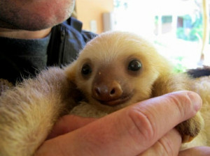 ... Then By Having 22 Incredibly Cute Pictures Of Baby Sloths To Enjoy