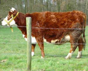 Blaarkop Cattle: Origin, Characteristics, Uses, Photo