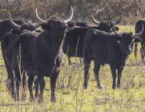 Camargue Cattle: Origin, Characteristics, Uses, Photo