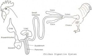 Digestive System Of Chicken