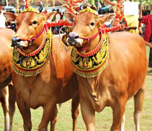 Madura Cattle: Origin, Characteristics, Uses, Photo