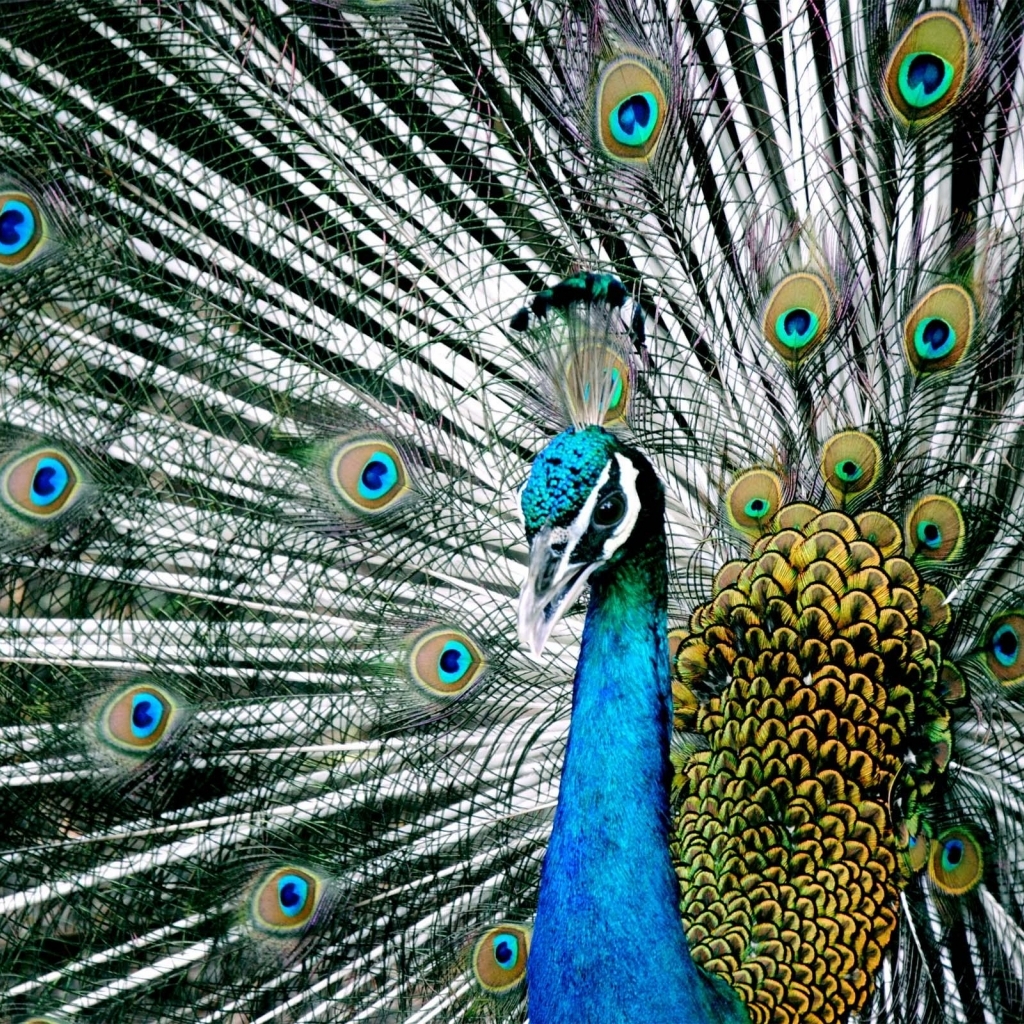 Blue Peacock Wallpaper