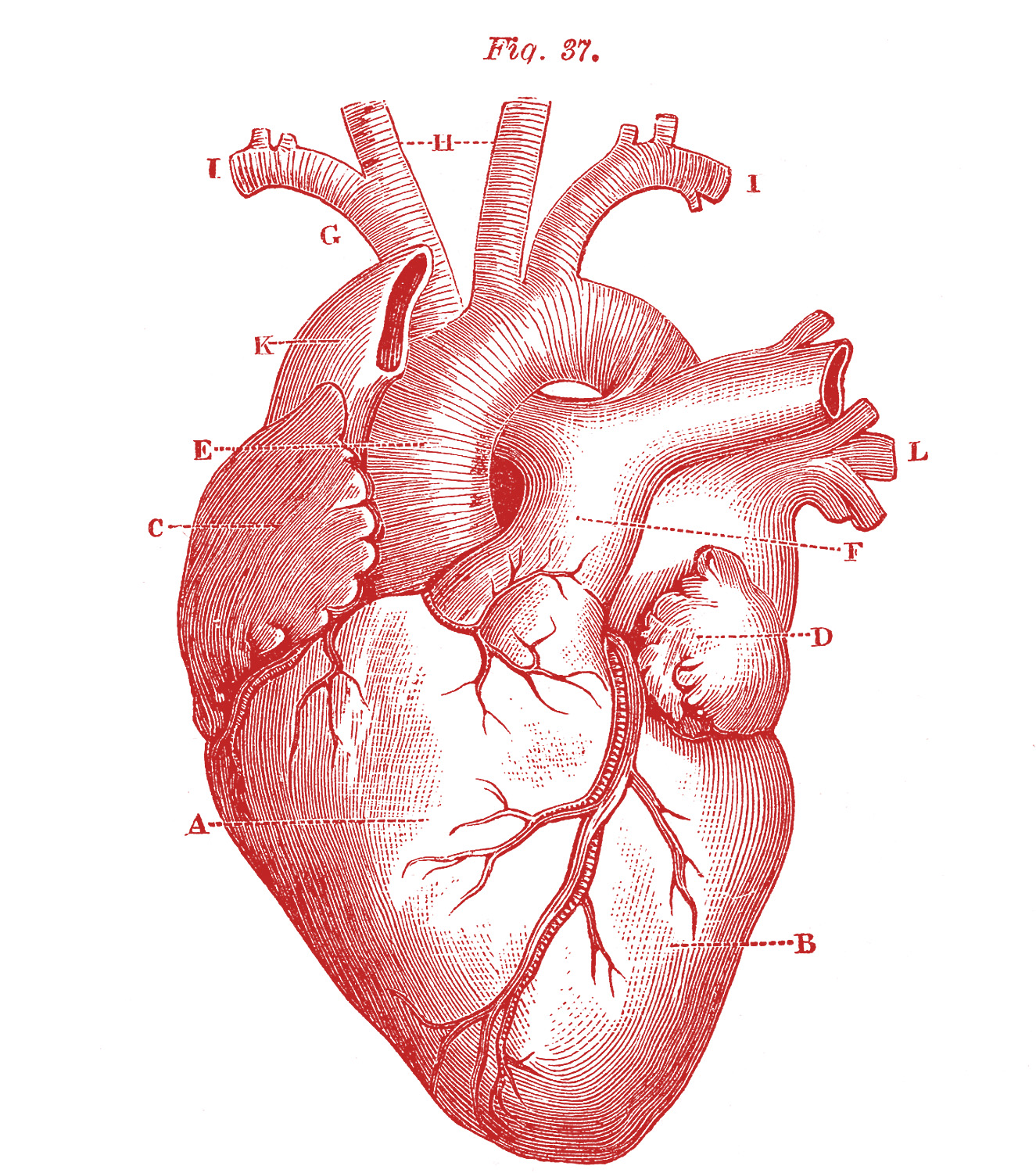 Anatomical Heart Fabric Wallpaper and Home Decor  Spoonflower