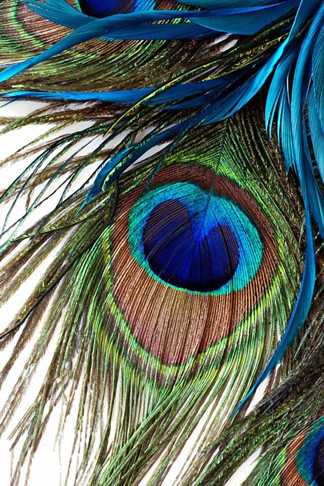 Peacock Feather Wallpaper For Mobile ~ Wallpaper Peacock Feather ...