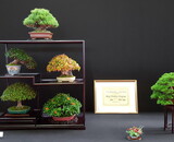 The Art of Pot Selection: Enhancing Your Bonsai's Beauty