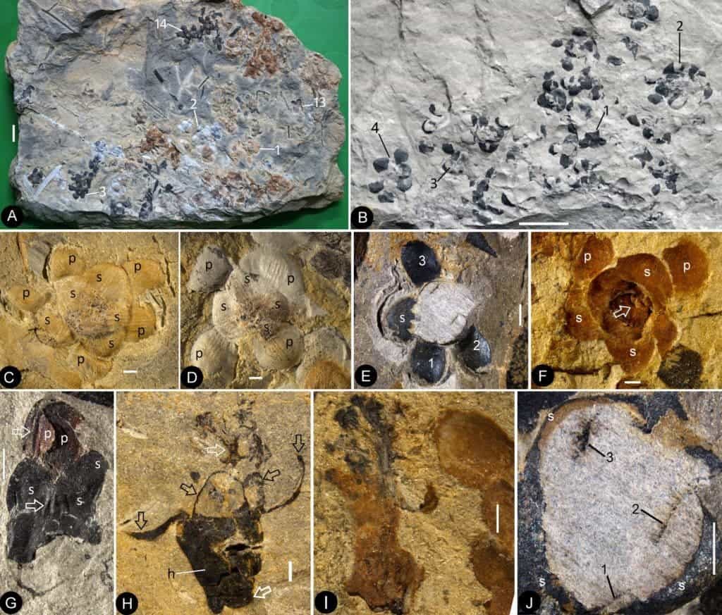 Flowers of Nanjinganthus preserved in different states and their details. Credit: eLife. 