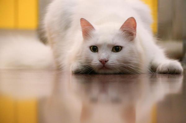 Caring For a White Cat - Not Albino - White cat eyes