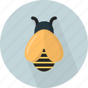 animal, bee, fly