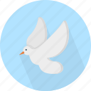 animal, dove, fly