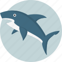 animal, danger, sea, shark