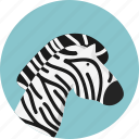 animal, jungle, safari, zebra