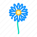 daisy, flower, natural, aromatic, plant, rose