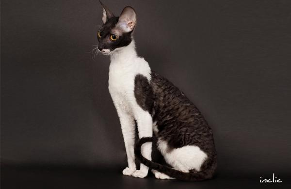 Chat noir et blanc - Races et photos - Cornish Rex