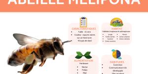 Melipona