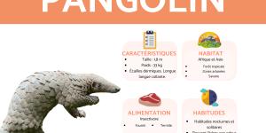 Pangolin