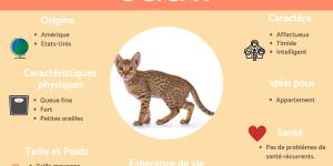 Ocicat