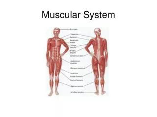 Muscular System