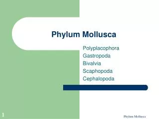 Phylum Mollusca