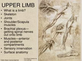 UPPER LIMB