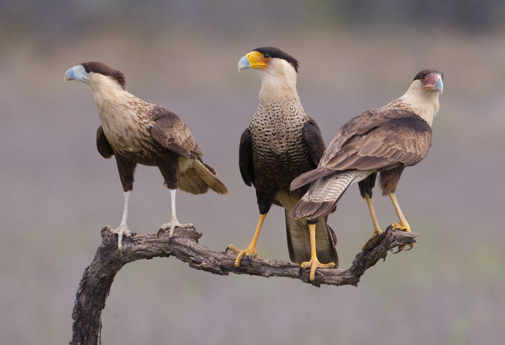 Águila de la bandera de México: por qué debería haber otra ave