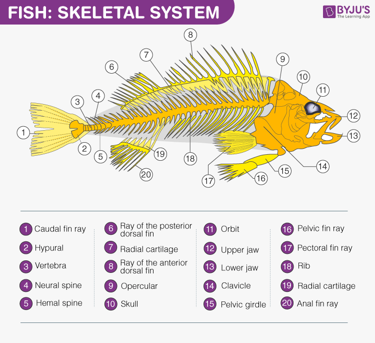 What Is A Non-Bony Fish: Snake-Like Shape Unveiled!