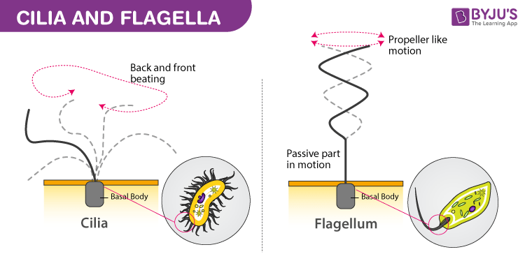 Cilia and Flagella