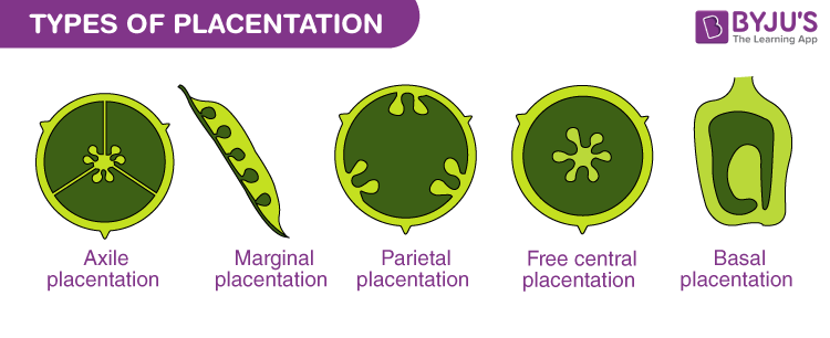 Placentation 