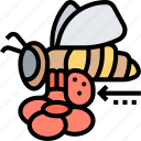 flower, bee, pollinator, nature, garden