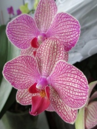 orchidea