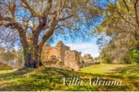 Tivoli (Rome) -Villa Adriana- thousands years old olive trees