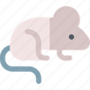 mouse