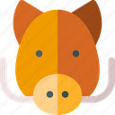 boar