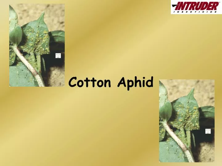 cotton aphid