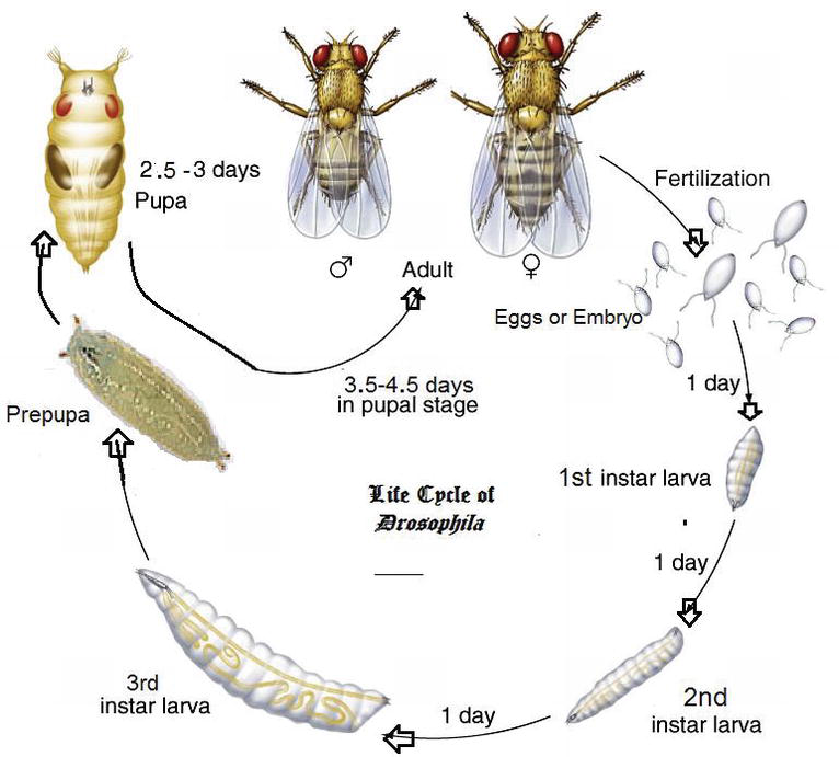 Life Cycle Of A Fruit Fly