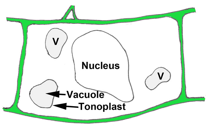 Figure 1.20. Diagram of a cell with multiple small vacuoles (above) and a large central vacuole (below). The vacuole is surrounded by the tonoplast membrane.