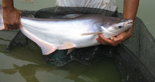 Jenis Patin Siam