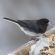 Dark-eyed junco