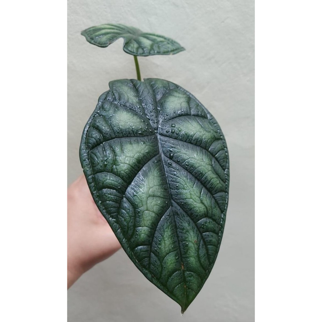 Featured image of post Harga Alocasia Tengkorak Silver Bibit alocasia keladi tengkorak dragon scale silver bonggol tanpa daun murah