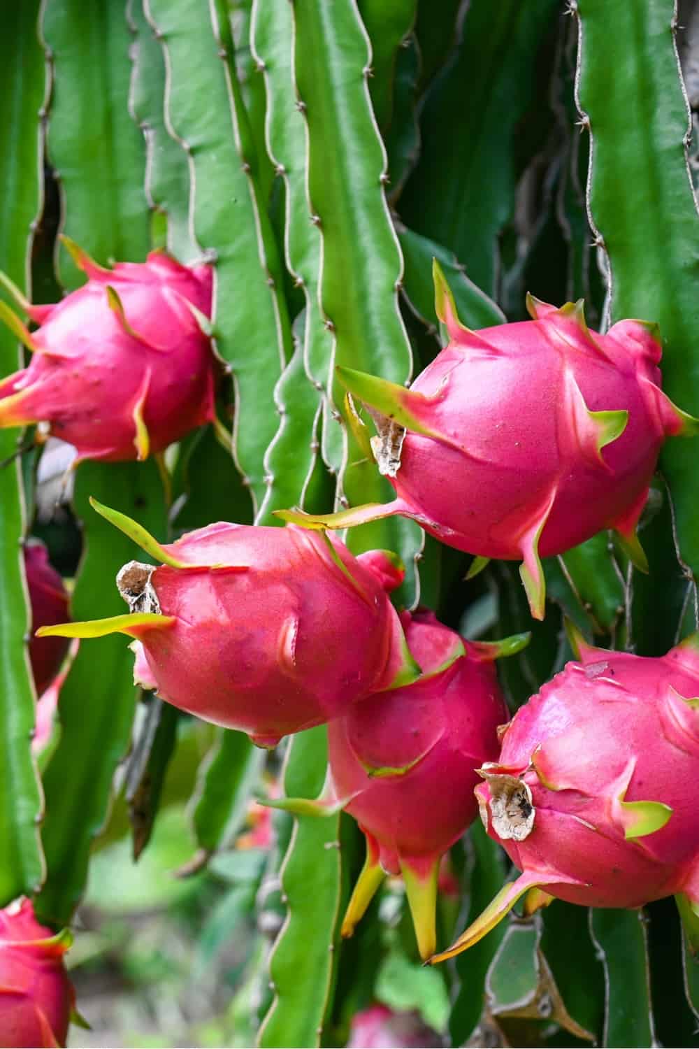 ripe dragon fruit