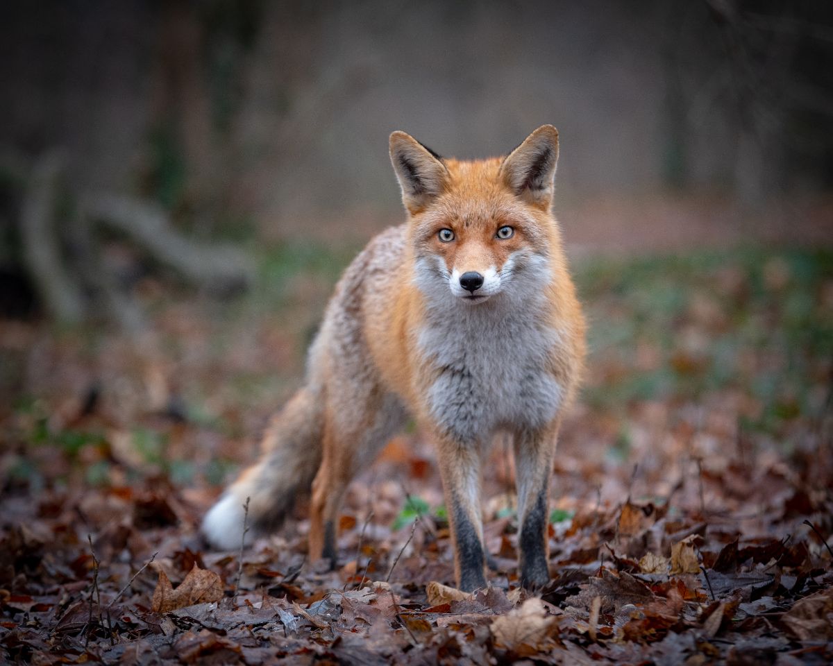 Fox standing on fallen leaves in a forest.