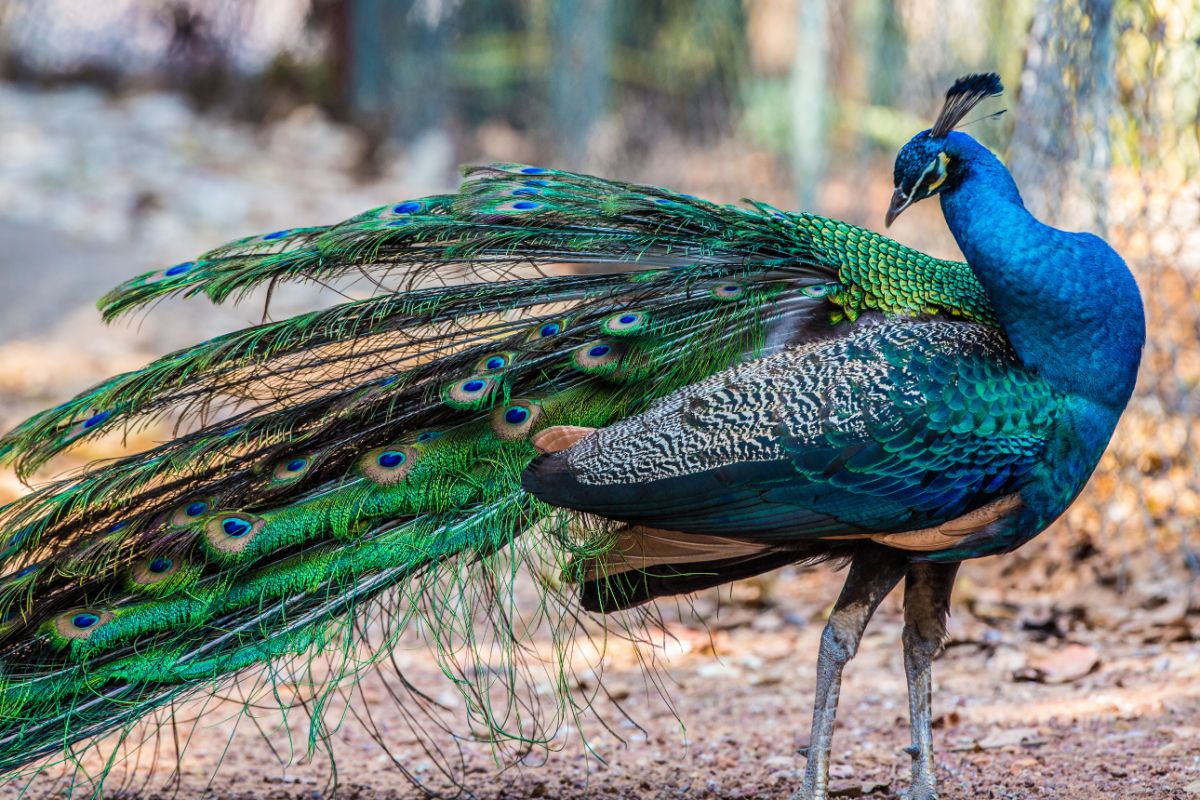 A beautiful blue peacock.