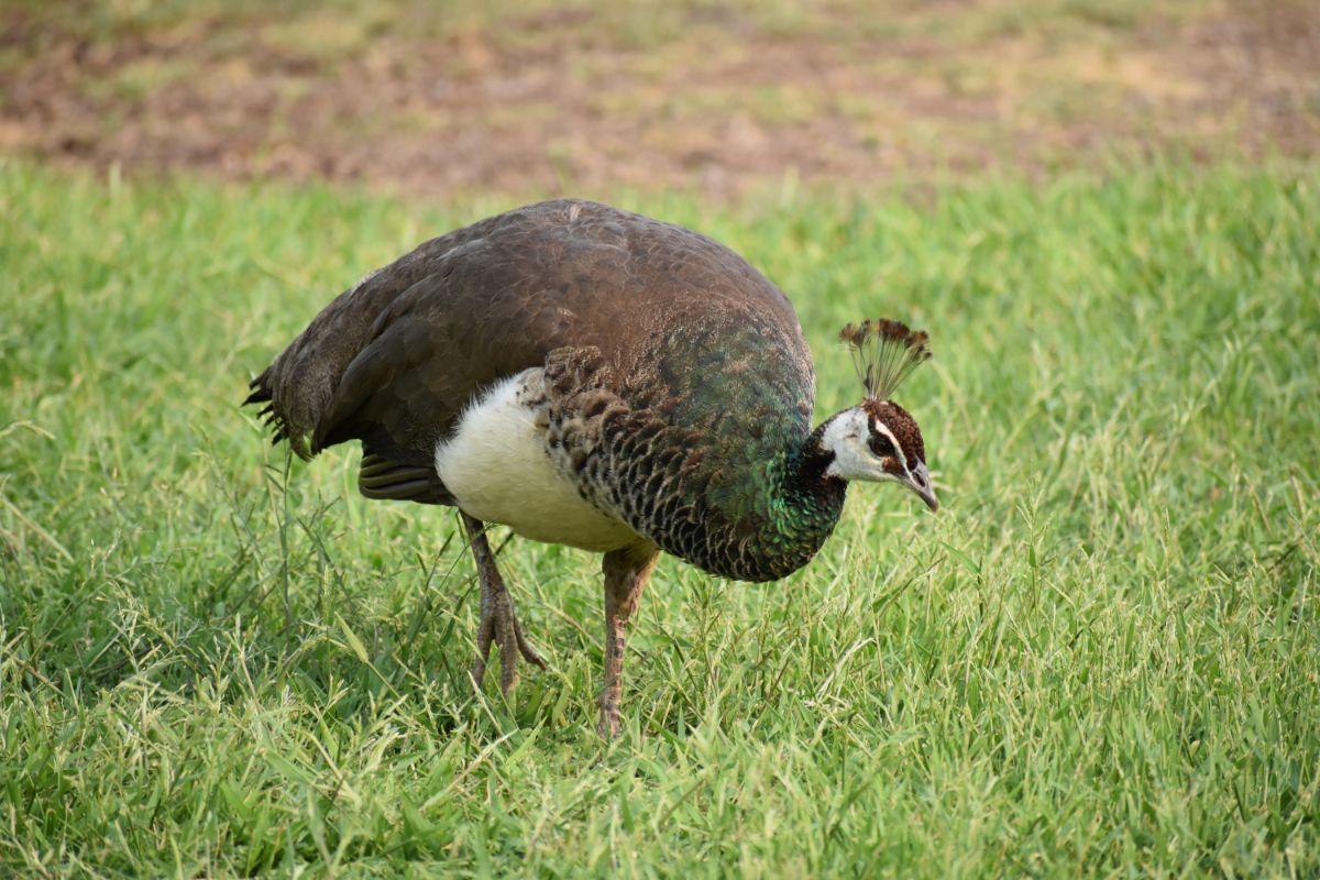 Peahen walking on green grass.