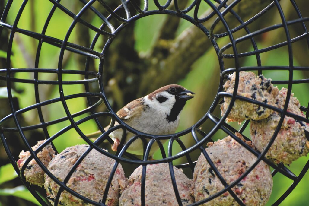 A chickadee perches on a round suet feeder.